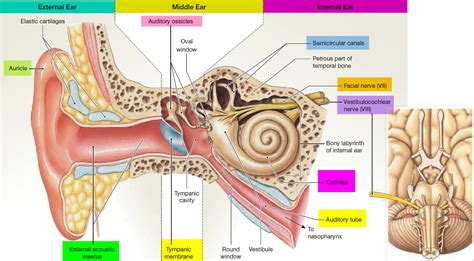 Ear Canal - Causes of Pain, Itchy, Infection, Swollen, Blood, Cyst, Bump