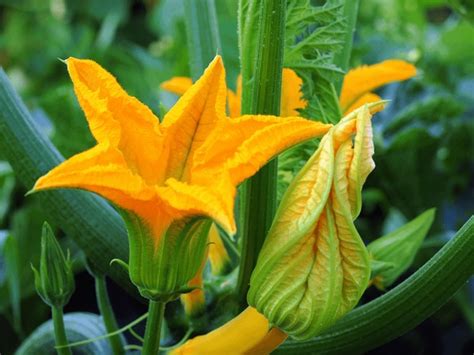 1,906 Cucurbita Pepo Flowers Royalty-Free Photos and Stock Images ...