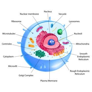 Cytoplasm - Introduction, Structure, Function, Organelles - GeeksforGeeks