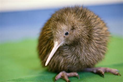 The birth of an adorable kiwi was livestreamed by this New Zealand ...