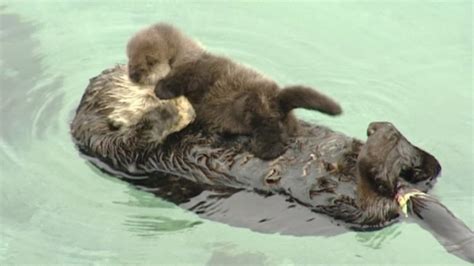 Baby River Otter