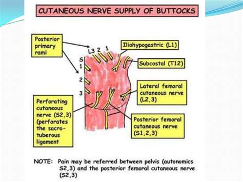 Anatomy of Gluteal Region