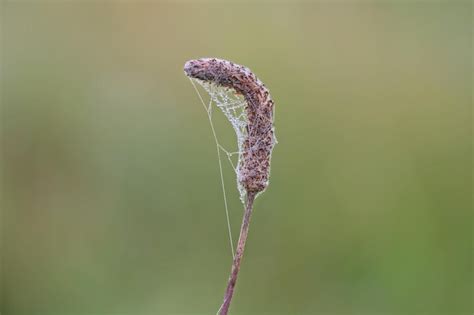 Premium Photo | Close-up of caterpillar on leaf