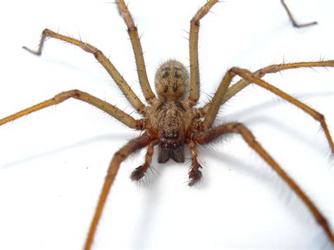 BugBlog: Bath spider hybridization