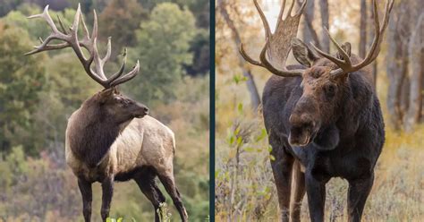 Mule Deer Vs Elk