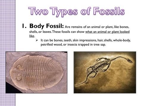 What Is A Fossil Facts About Fossils Types Of Fossils | Images and ...