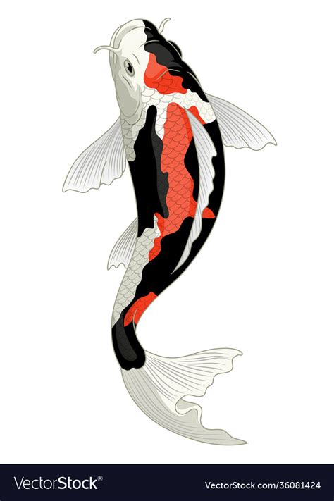 Japan koi fish in showa coloration pattern Vector Image