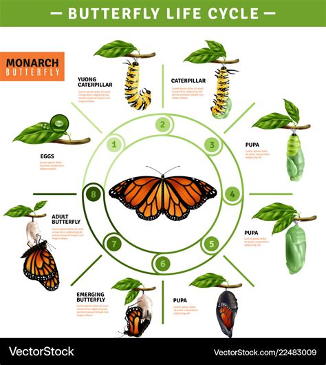 Life Cycle Of A Butterfly Chart | Porn Sex Picture