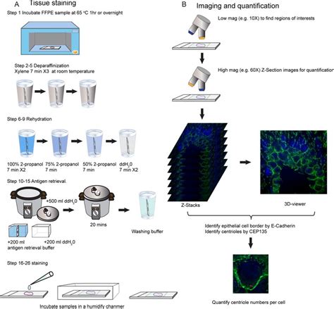 Scheme of the procedure. (A) Staining FFPE tissue. (B) Imaging ...