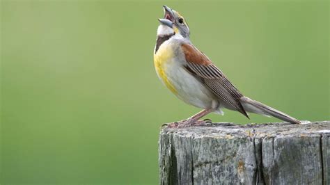 Dickcissel - A-Z Animals