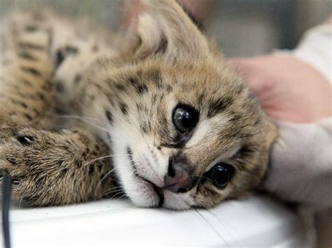 Adelaide Zoo's 3 Little Serval Kittens - ZooBorns