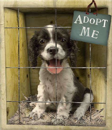 Puppy Mills - Why we need to adopt dogs from shelters instead of ...