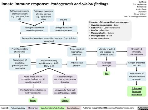 Innate Immune Response | Calgary Guide