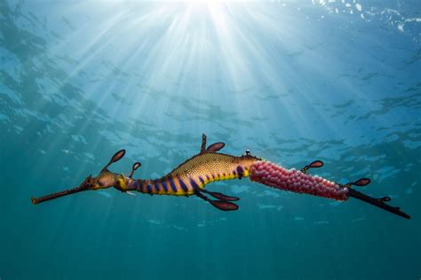 Weedy Sea Dragon Image | National Geographic Your Shot Photo of the Day