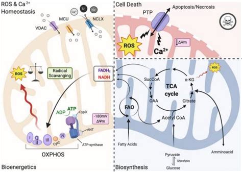 Depression Genes: Mitochondrial dysfunction