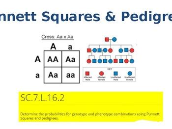 Punnett Squares and Pedigrees by Judy Bremner | TPT