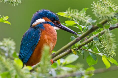 The Kingfisher Bird | Beauty Of Bird