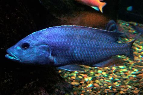 Electric Blue Cichlid 101: Care, Diet, Tank Size, Tank Mates, & More