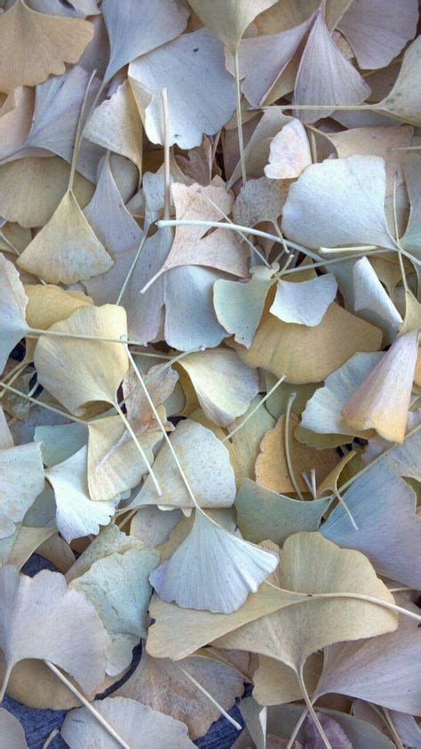 108 best Ginkgo leaves images on Pinterest | Leaves, Beautiful things ...