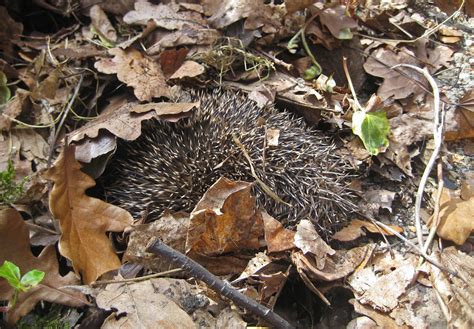 European Hedgehog Nests | Wildlife Online