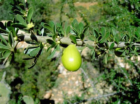 African Plants - A Photo Guide - Sideroxylon spinosum L.