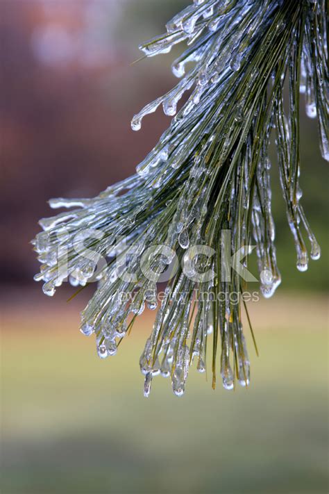 Freezing Rain Stock Photo | Royalty-Free | FreeImages