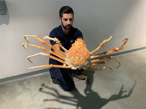 Sea Life Manchester's Japanese Spider Crab wriggles out of its entire ...