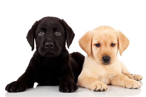 Labrador vs Golden Retriever (8 Key Differences)