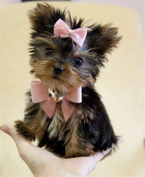 Cute little teacup yorkie | Cute dogs, Cute puppies, Cute animals