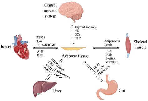 Frontiers | Effects of multi-organ crosstalk on the physiology and ...