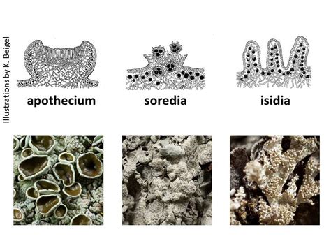 Specialized Structures Of Lichen