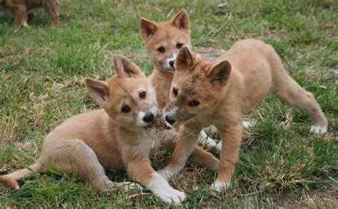 These Photos Of Baby Dingoes Will Make You Forget That They're ...