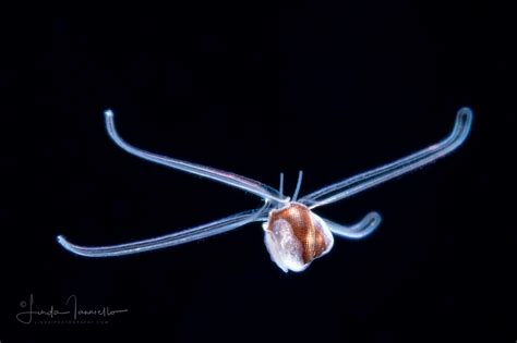 Veliger Larva of a Marine Gastropod