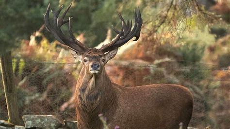 Ireland's largest native Red stag snapped in Killarney