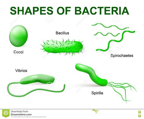 classify bacteria according to their shape and size - Brainly.in