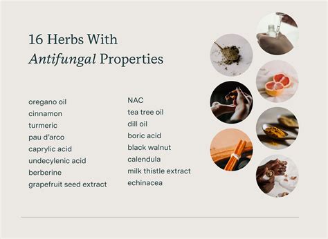 What Are the Most Effective Natural Antifungal Herbs and Supplements?