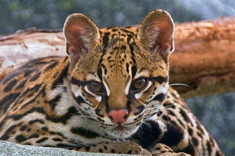 Say hello to Rio | Our ocelot cub has grown so much it's har… | Flickr