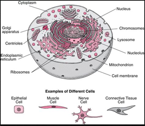 Different types of cells in the human body