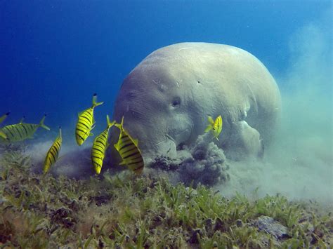 Newly declared dugong reserve will help protect marine biodiversity