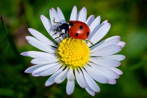 ladybug on daisy | Ladybug, Ladybug | Pinterest | Photos, Daisies and ...