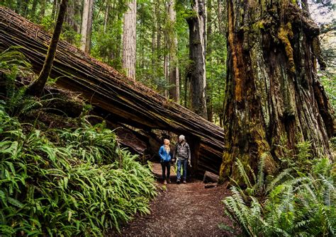 10 Best Hikes in the Redwoods - The Tallest Living Things to EVER Exist ...