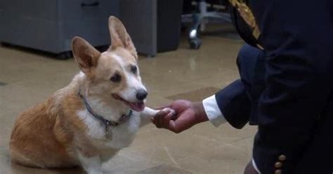 Cheddar the Corgi From 'Brooklyn Nine-Nine' Passed Away — What Happened?