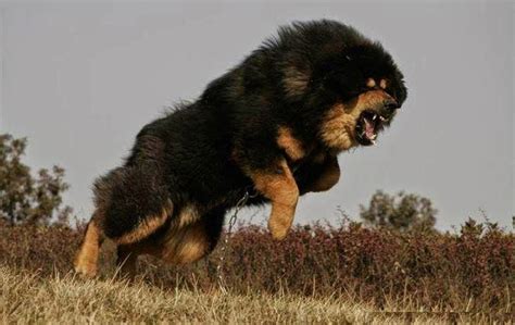 The Tibetan Mastiff is an ancient dog, which means it’s a pure breed ...