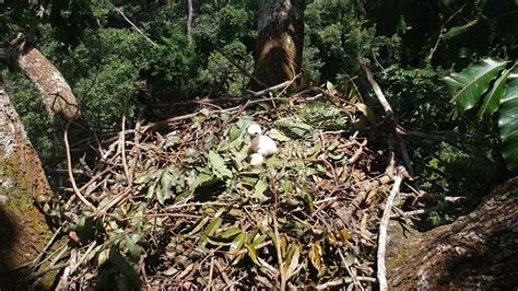 Harpy Eagles Concentrate Precious Nutrients in the Amazon - Eos