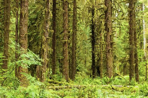 HOH Rainforest IV Photograph by Amanda Kiplinger - Pixels