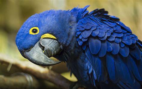 2 Bird Photography, Photography Lovers, Macaw Parrot For Sale, Blue ...