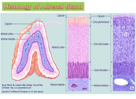 7. Histology of the Adrenal Glands Flashcards | Quizlet