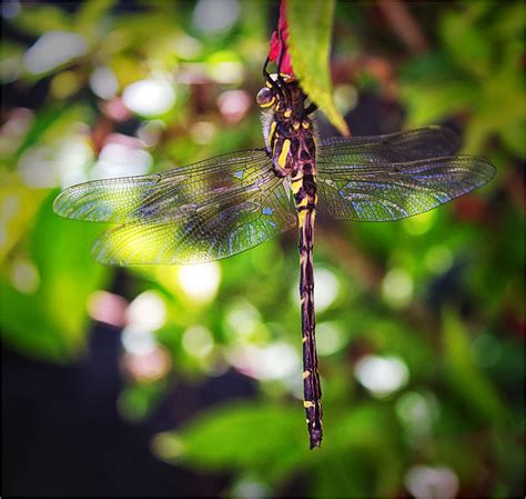 Golden Ringed Dragonfly | Larvae hatched in our garden pond,… | Flickr