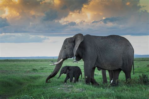 Download Baby Animal Animal African Bush Elephant HD Wallpaper