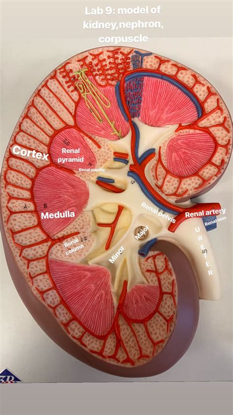 Urinary sys: model of kidney | Medical school essentials, Medical ...